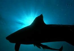 Image result for Tiger Shark Bite