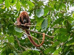 Image result for Rainforest Howler Monkeys