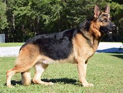 Image result for AKC German Shepherd