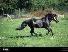 Image result for Welsh Pony Sections