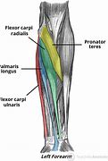 Image result for Forearm Flexors