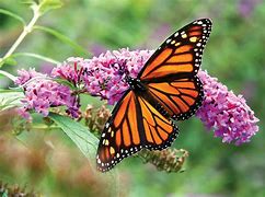 Image result for Butterfly Carrying Another Butterfly