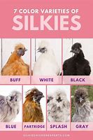 Image result for Brown Silkie