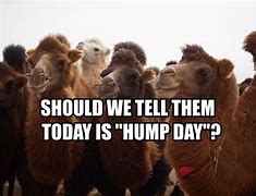 Image result for Happy Hump Day Commercial