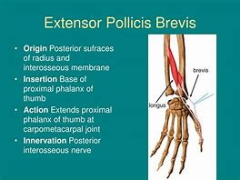 Image result for Extensor Pollicis Brevis