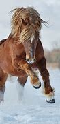 Image result for Heavy Draft Horse