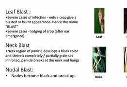 Image result for Diseases of Rice