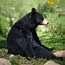 Image result for Black Bear Head