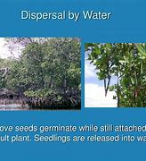 Image result for Mangrove Seed Dispersal