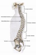 Image result for Dorsal Vertebrae