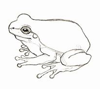 Image result for Rainbow Frog Drawing Art