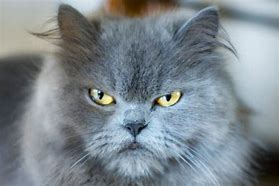 Image result for Grumpy Cat Species