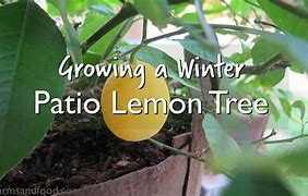 Image result for Patio Lemon Tree