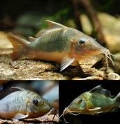 Image result for Zebra Cory Catfish