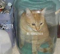 Image result for Meow Meow Meow Sad Cat