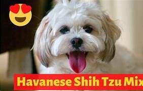 Image result for Havanese Fully Grown