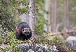 Image result for Sweden Animals Names