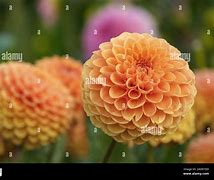 Image result for Pompon Dahlia Bulbs