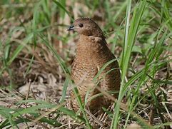 Image result for Brown Quail