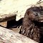 Image result for Raccoon Kits