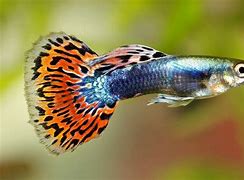 Image result for Guppy Bonito