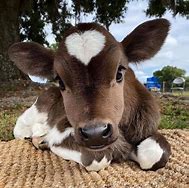 Image result for Baby Cow Face