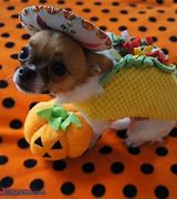 Image result for Taco Cat Costume