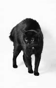 Image result for Black Scaredy Cat