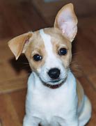 Image result for Chocolate Rat Terrier