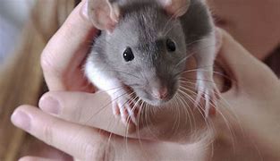 Image result for Rat Whiskers