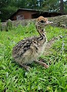 Image result for Ostrich