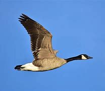 Image result for Fox Goose