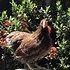 Image result for Fancy Chicken Breeds