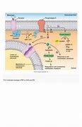 Image result for TSH Signaling Pathway