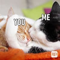 Image result for Cute Love Funny Cat Meme