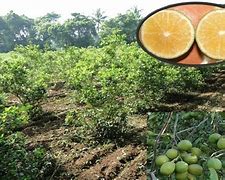 Image result for Acid Lime Tree