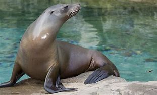 Image result for Sea Lion Brand