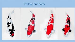 Image result for Facts About Koi Fish