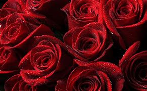 Image result for Roses Bouquet 4K