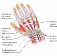 Image result for Extensor Tendons Dorsal Hand