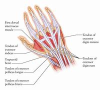 Image result for Anatomy of Extensor Tendon