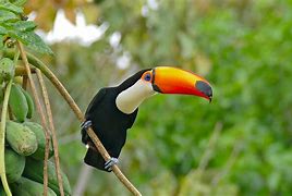 Image result for Toco Toucan