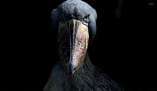 Image result for Image of Shoebill