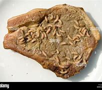 Image result for Old Food Maggots