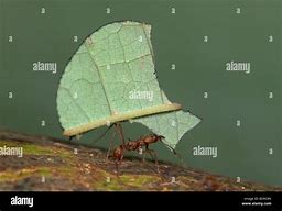 Image result for Leaf Cutter Ants Costa Rica