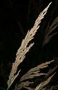 Image result for Calamagrostis Canadensis