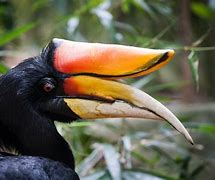 Image result for Rhinoceros Hornbill