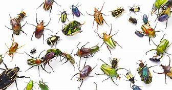 Image result for Members Insect the Boy Band