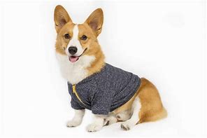 Image result for Corgi in Clothes