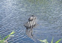 Image result for Alligator Swamp